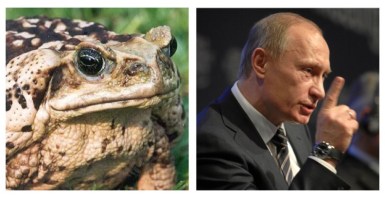 Putin cane toad