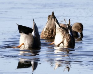 Like New Zealand's new emblem? Image by Art Siegel