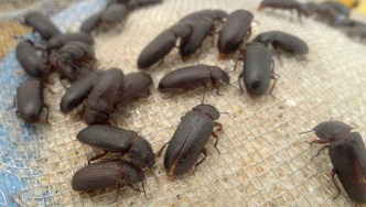 Way way better than quinoa.